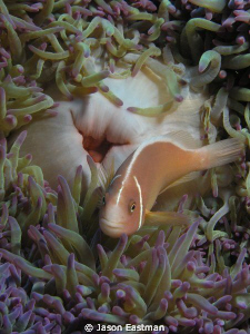 Symbiotic Truce; Pink Anenomefish at Home.
Great Barrier... by Jason Eastman 